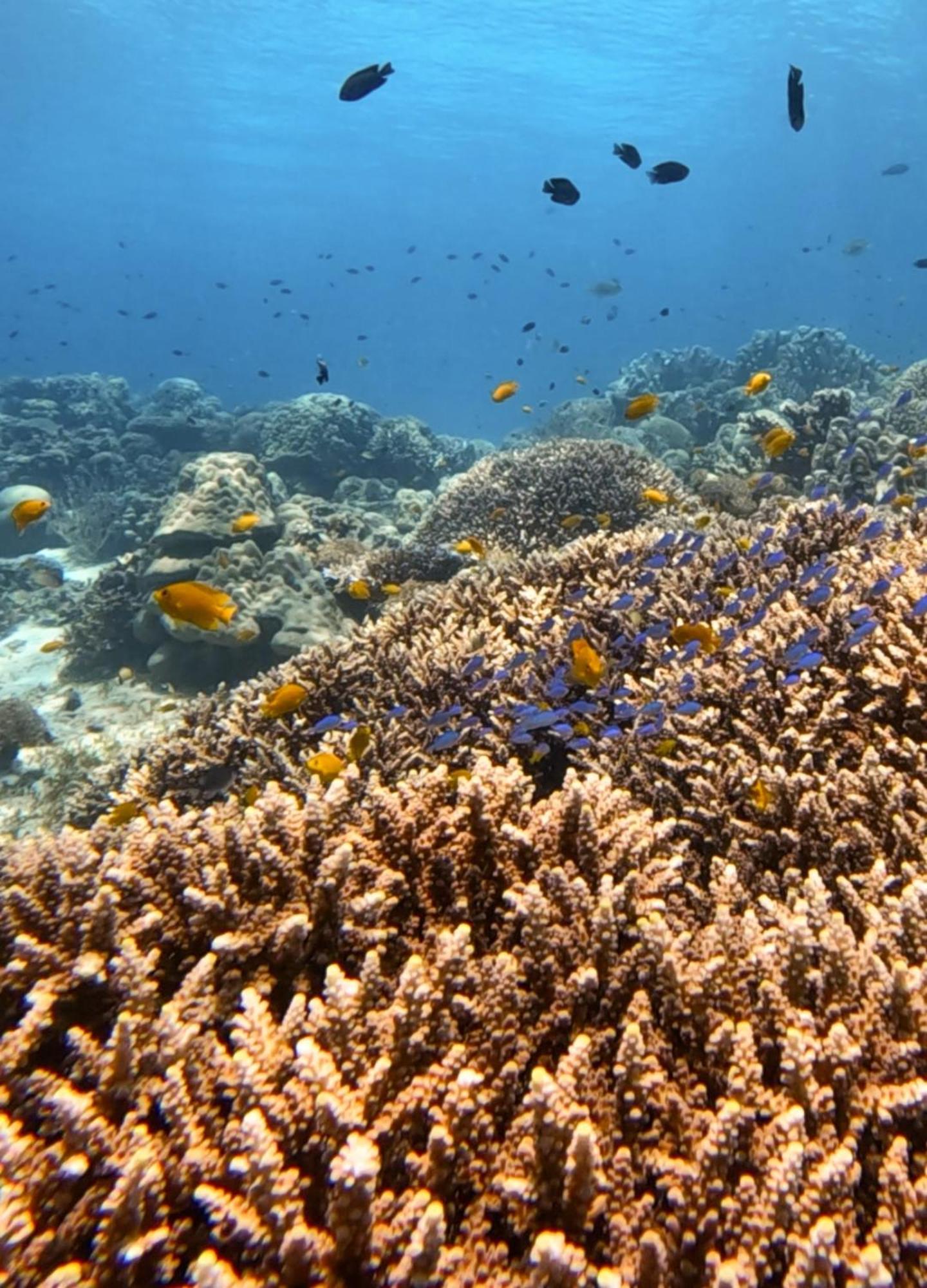 La Pang Resort 라팡리조트 Panglao Εξωτερικό φωτογραφία